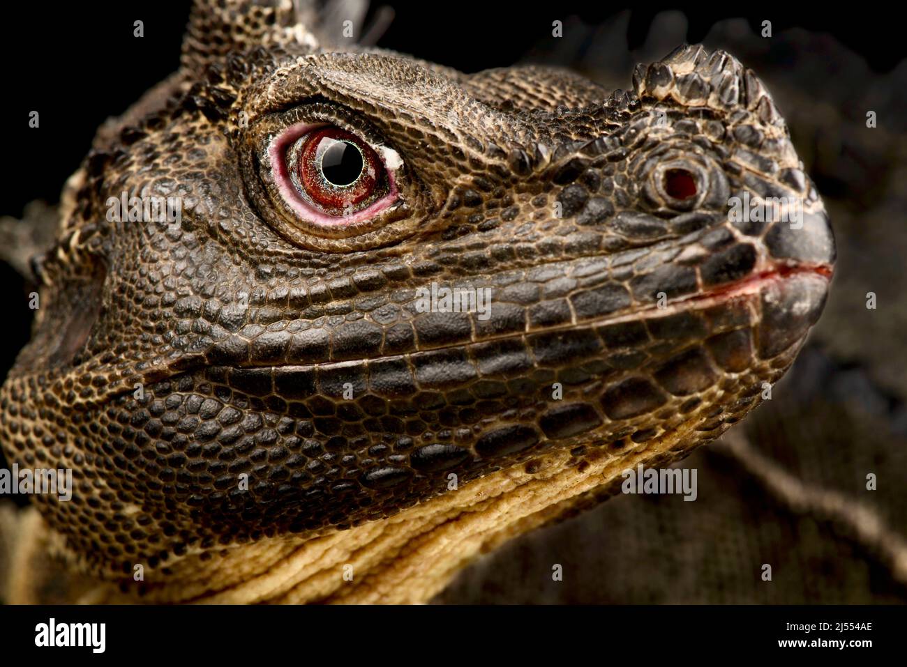 Sulawesi Sailfin Lizard (Hydrosaurus microlophus) Stock Photo