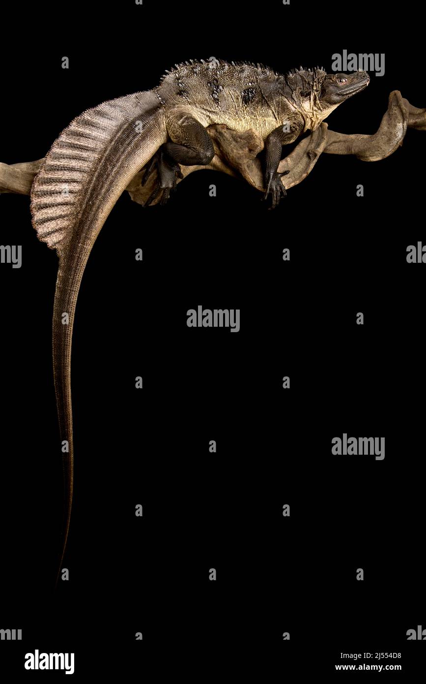 Sulawesi Sailfin Lizard (Hydrosaurus microlophus) Stock Photo