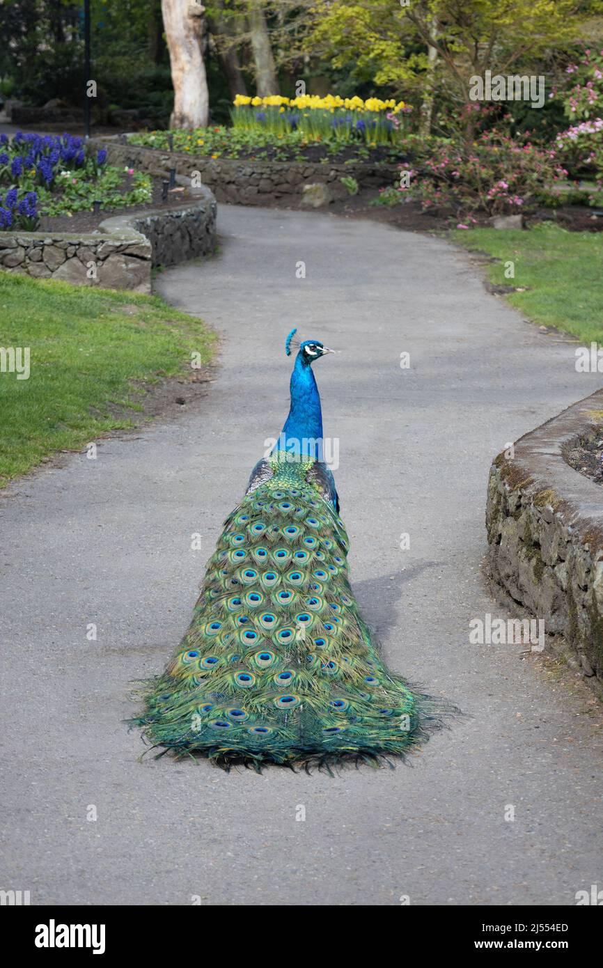 A peacock in Beacon Hill Park in Victoria, BC, Canada Stock Photo Alamy