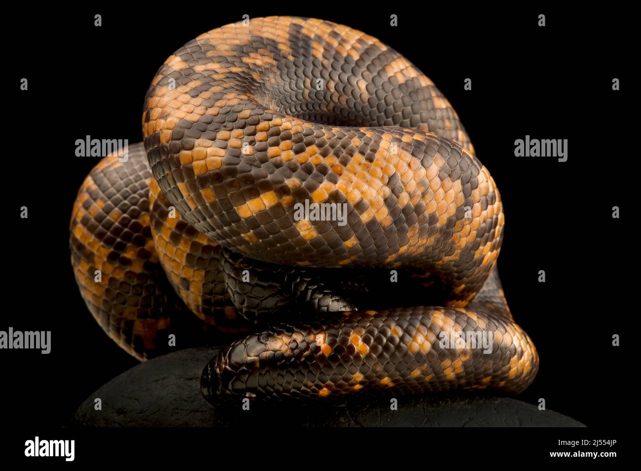 African Burrowing Python (Calabria reinhardtii) Stock Photo