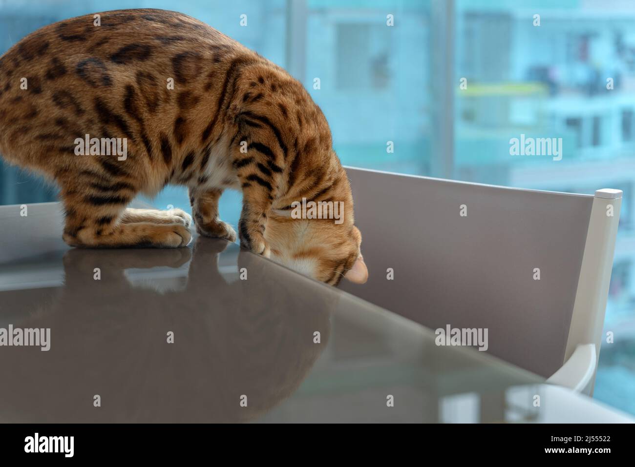 The domestic cat looks under the table with curiosity. Stock Photo