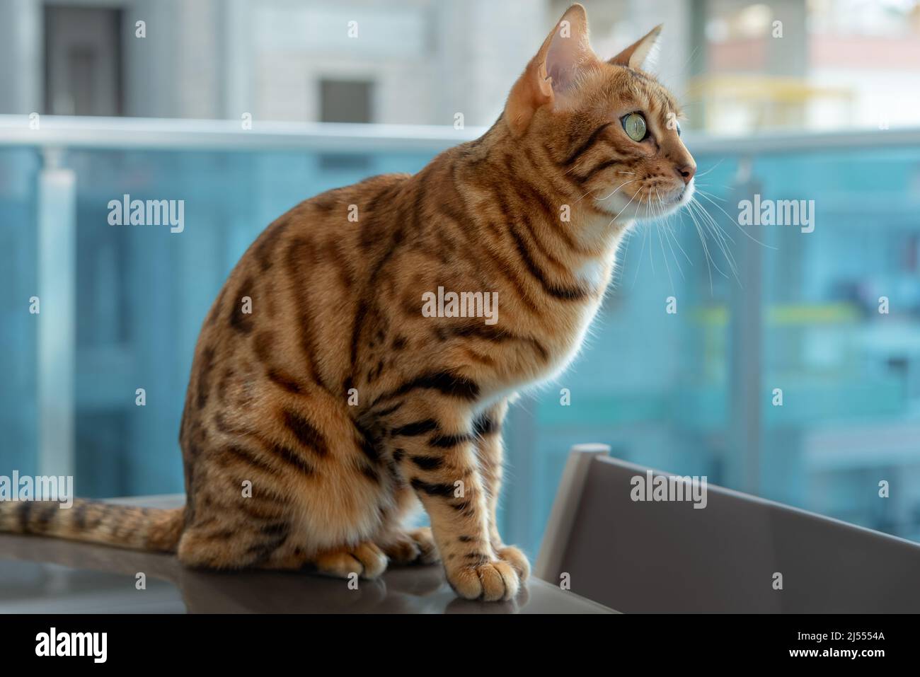 he dumbfounded look of a Bengal cat. Profile view. Stock Photo