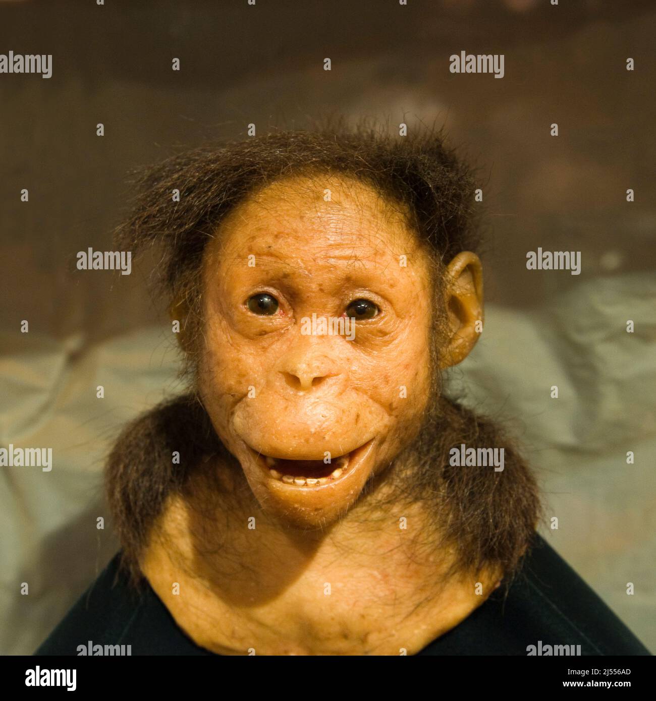 Replica of the head of the Australopithecus afarensis Selam (the earliest child), Addis Ababa National Museum, Ethiopia Stock Photo
