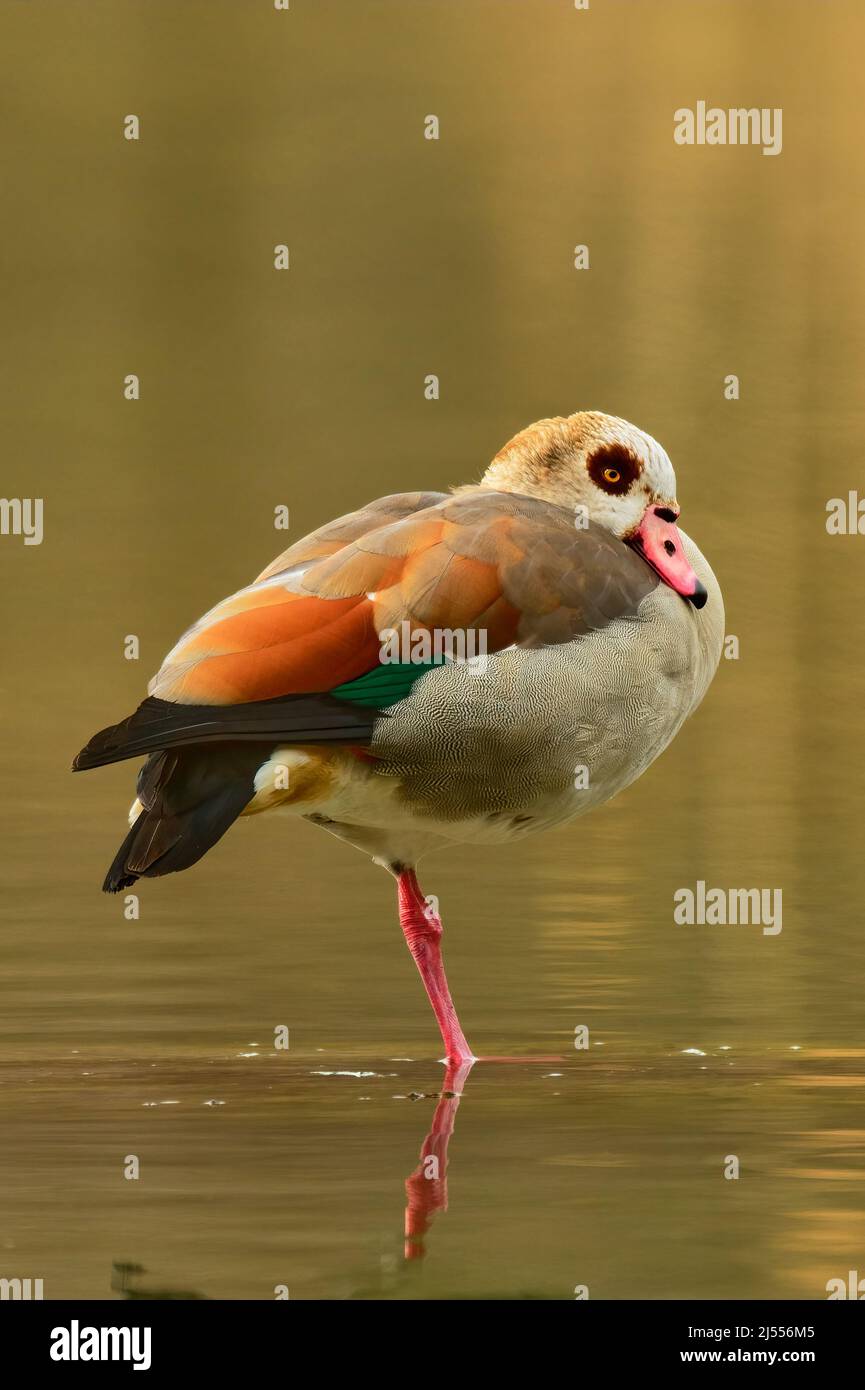 Egyptian goose male standing on one leg in the water. Blurred background, copy space. Genus species Alopochen aegyptiacus. Lake Dubnica, Slovakia. Stock Photo