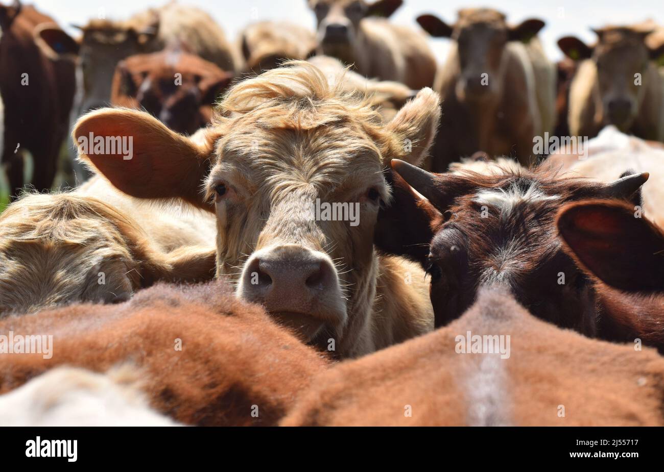 A close up photograph of a herd of British dairy cows facing the camera Stock Photo