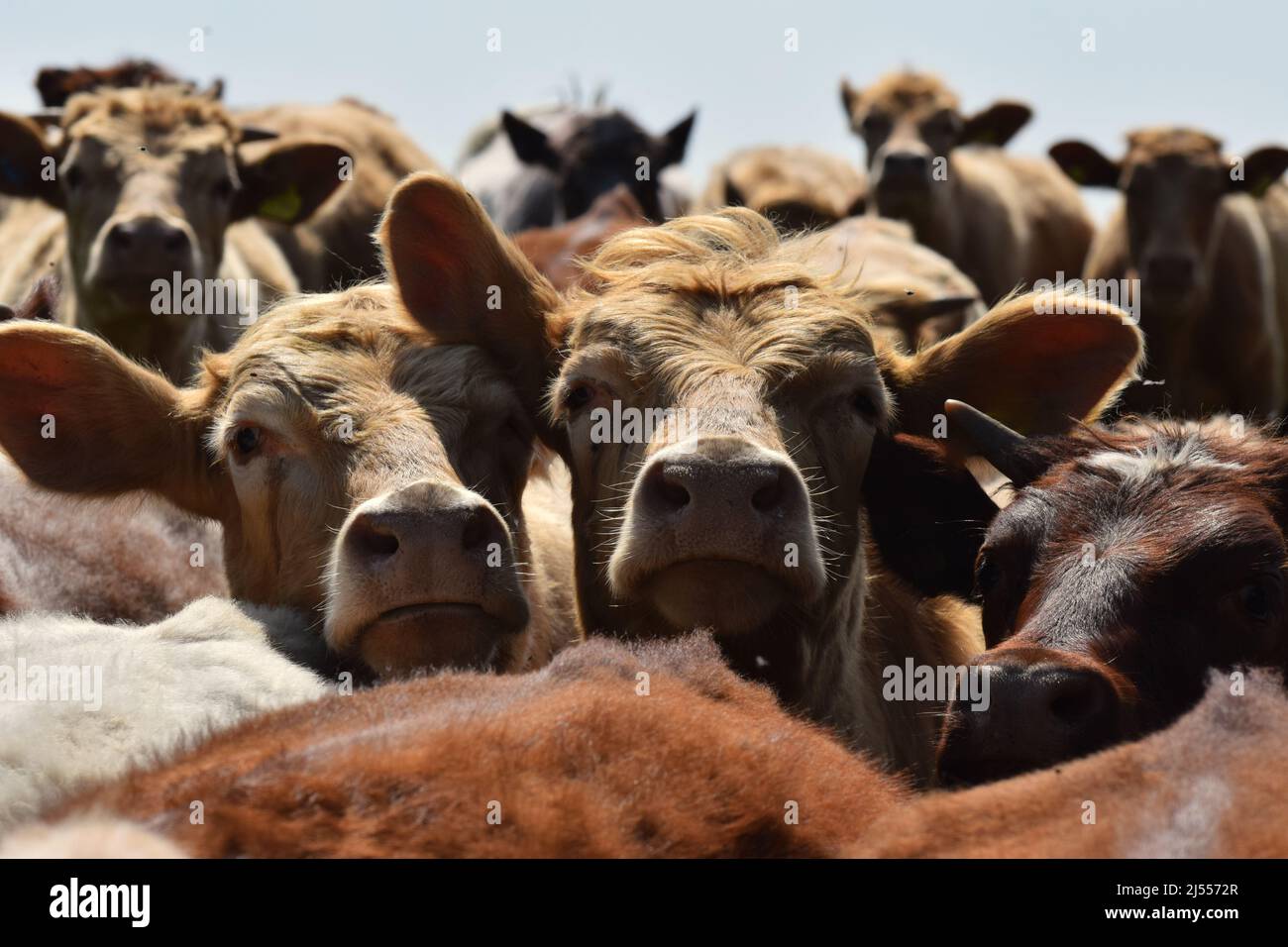 A close up photograph of a herd of British dairy cows facing the camera Stock Photo