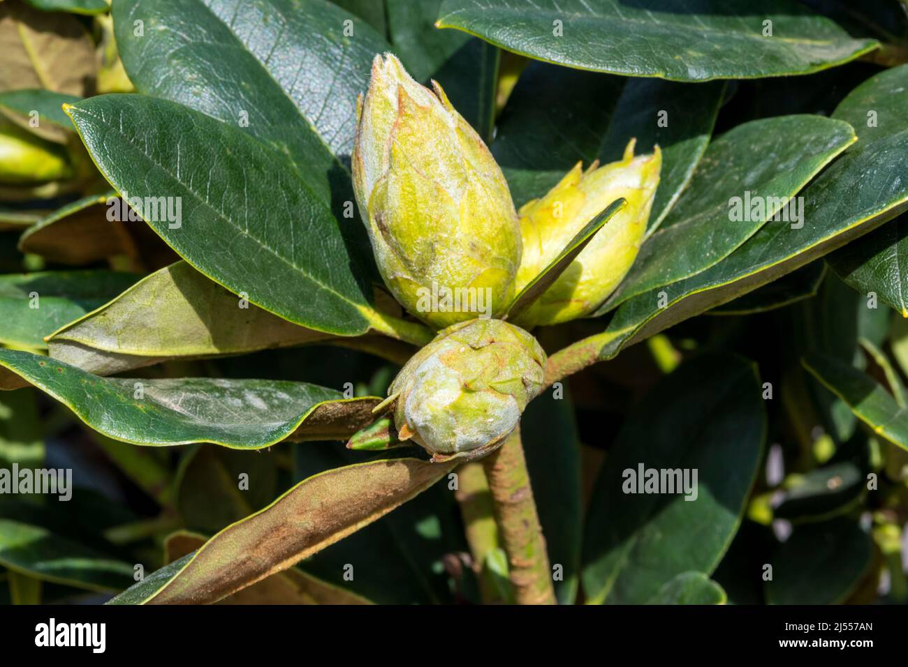 Large flower buds of Rhododendron yakushimanum 'Lemon Dream'. Stock Photo