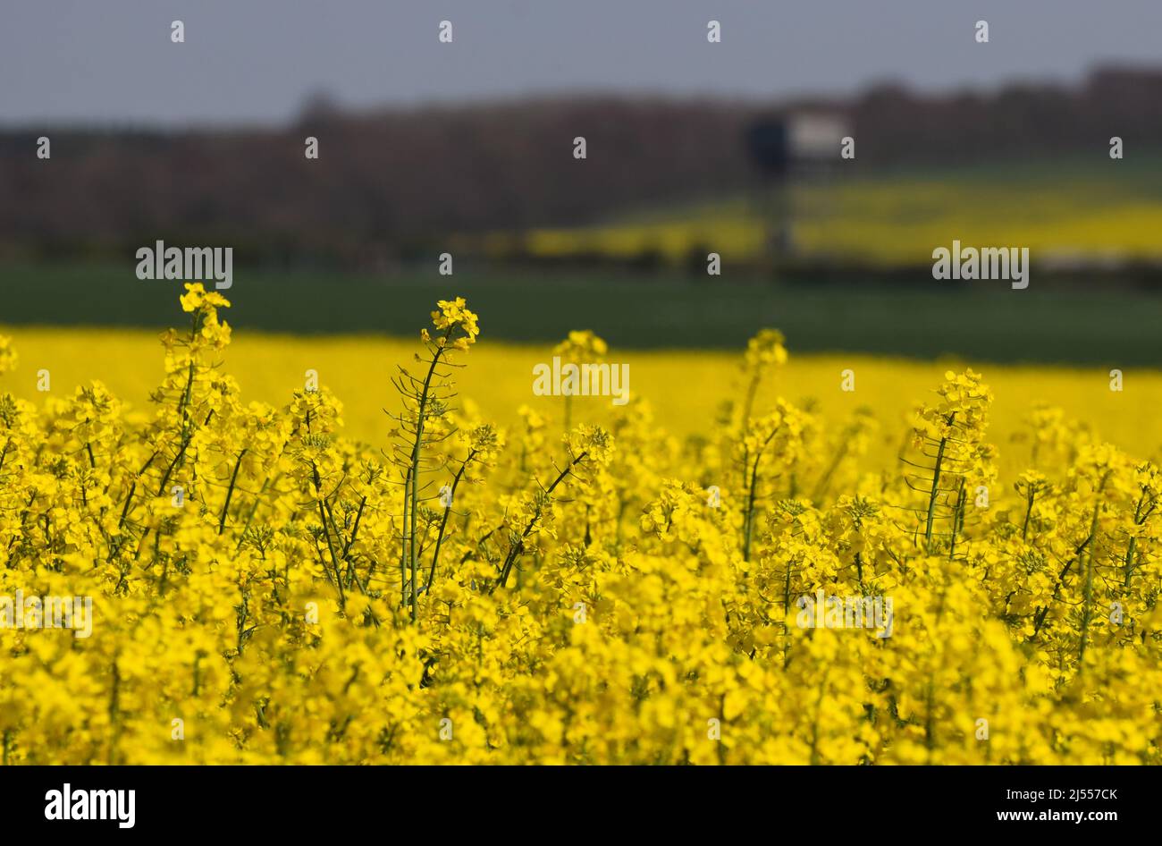 Oil seed rape flowers against a beautiful rural farm scape in the United Kingdom Stock Photo