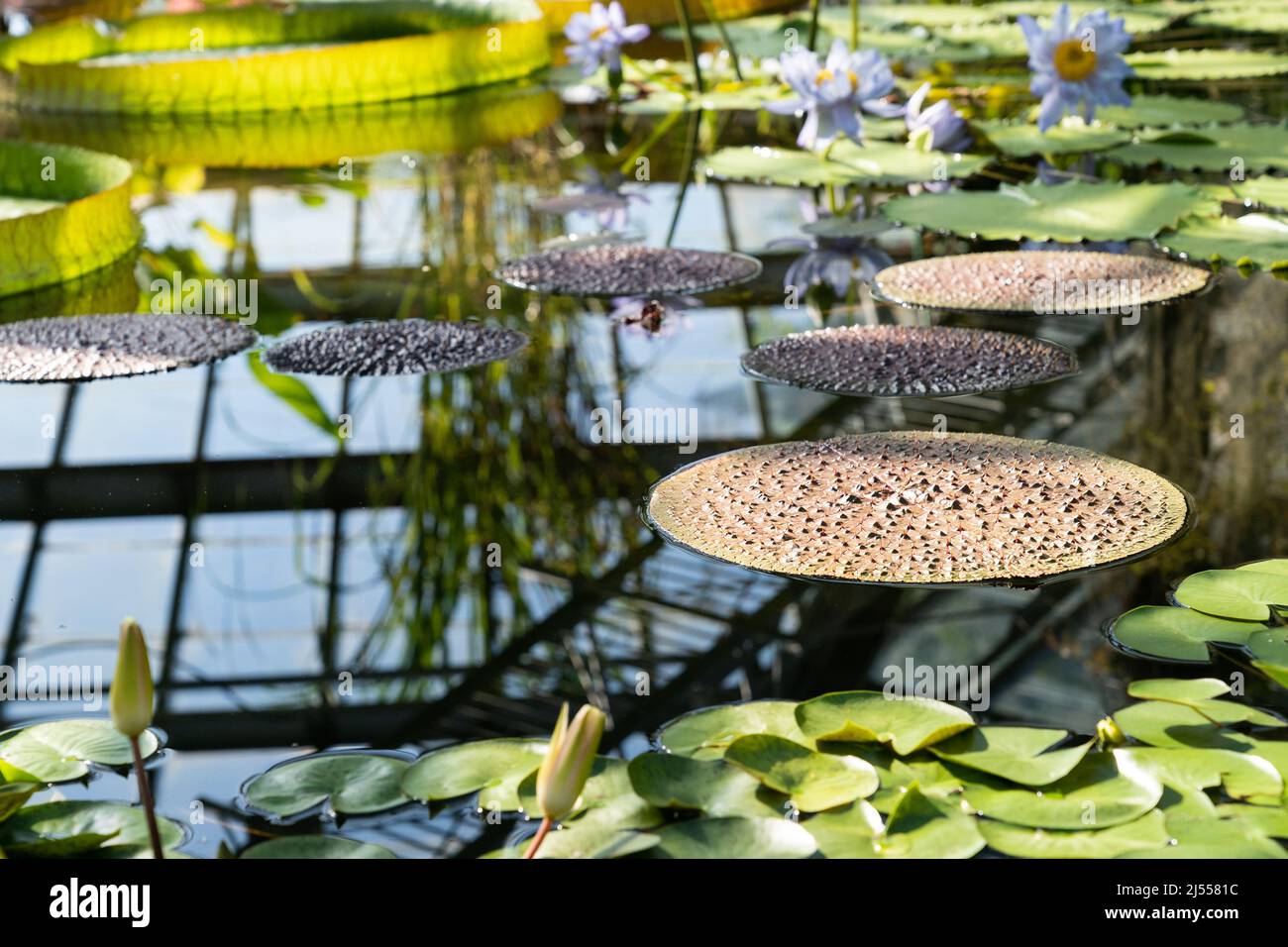 Glasshouse with tropical Victoria amazonica, giant water lily and