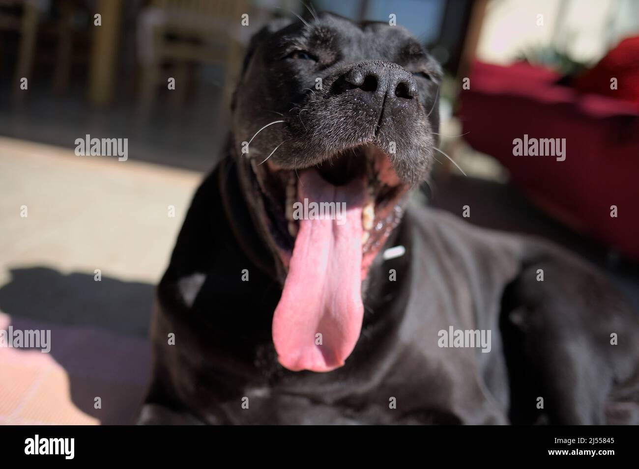 Cane Corso with his long tongue out smiles Stock Photo Alamy