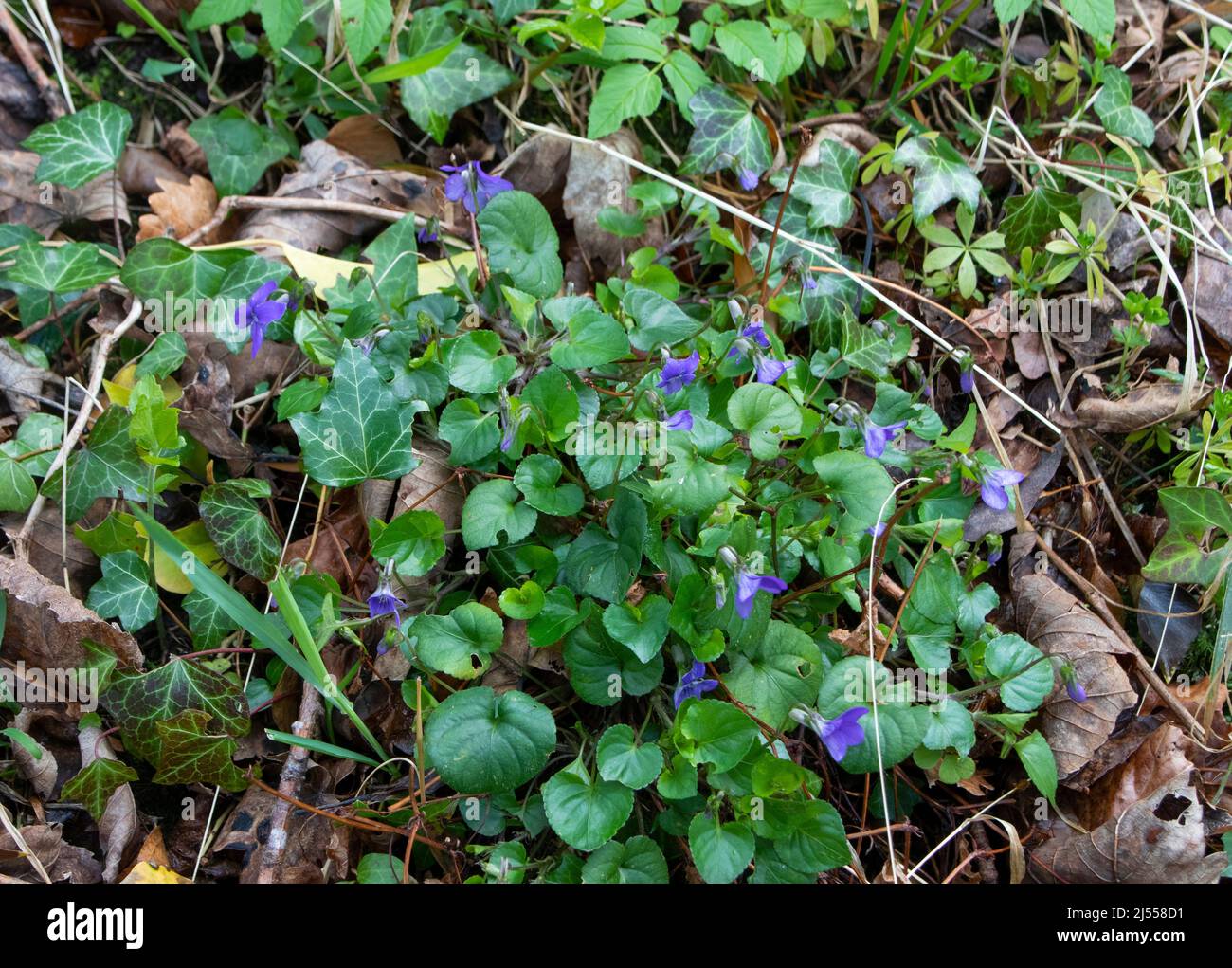 Common Dog Violet in flower in woodland Stock Photo