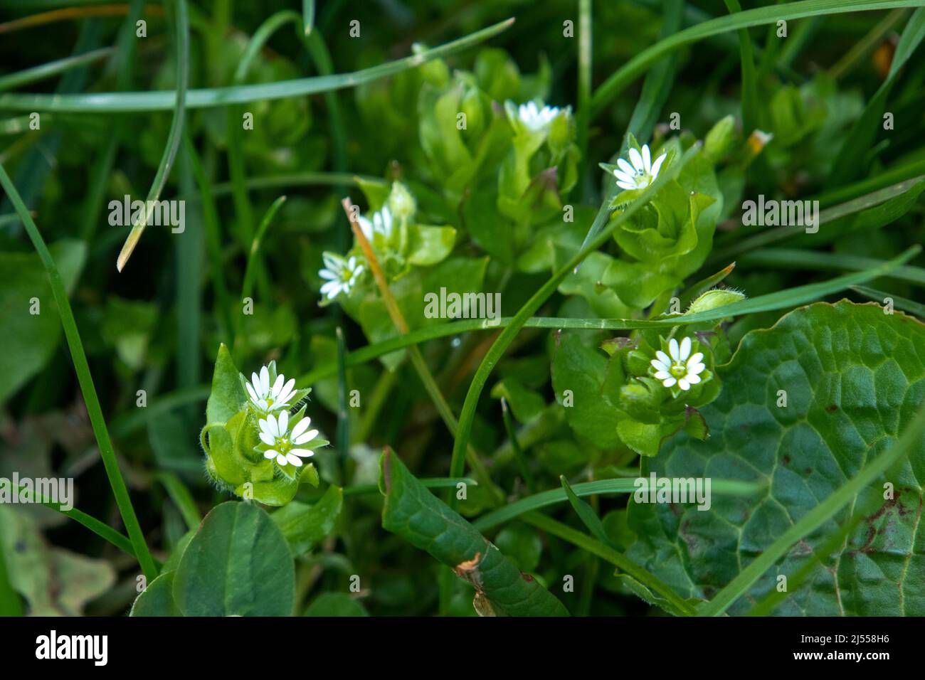 Greater stitchwort in flower in woodland Stock Photo - Alamy