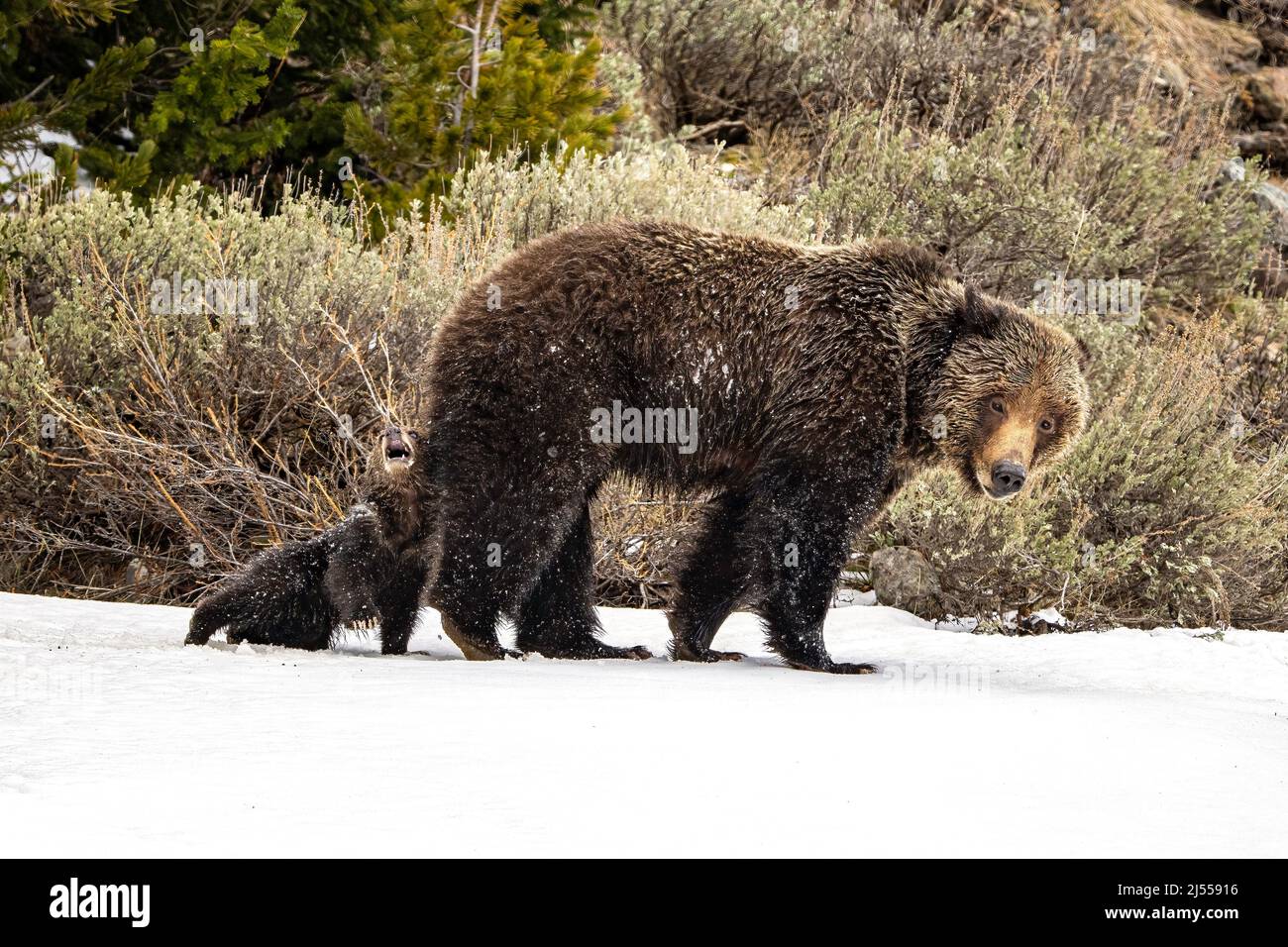 Grizzly Bear and Cub Stock Photo - Alamy