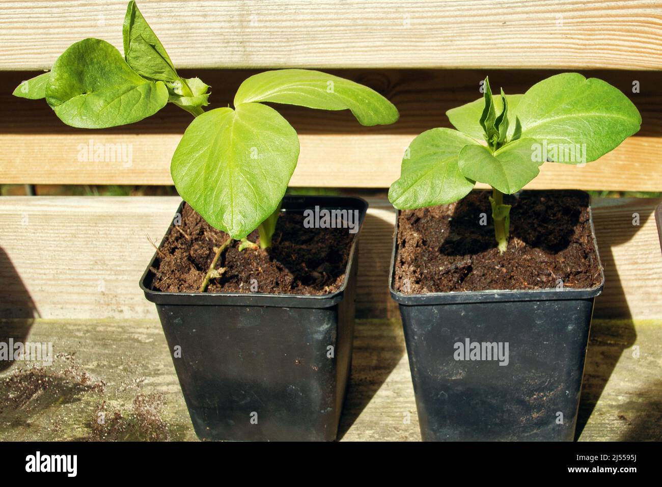 Two seedlings of broad beans in pots Stock Photo - Alamy