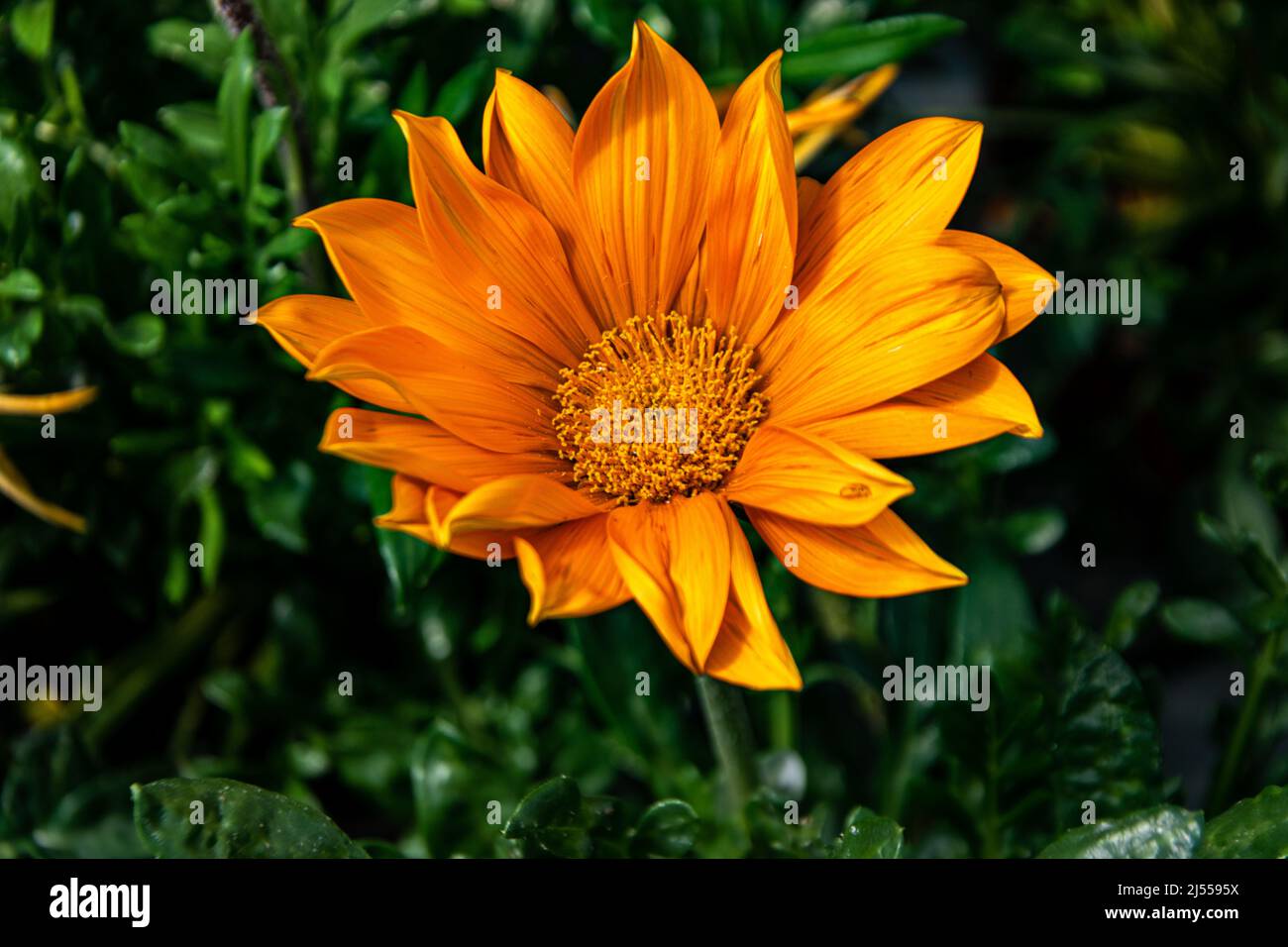 Gazania flower, opening to full sun Stock Photo Alamy