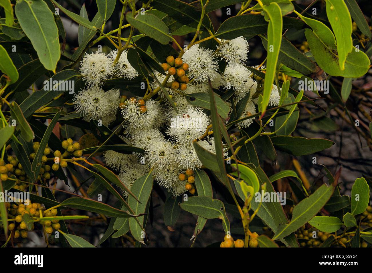 Delicate white flowers and buds of an Australian blue gum eucalyptus Stock Photo