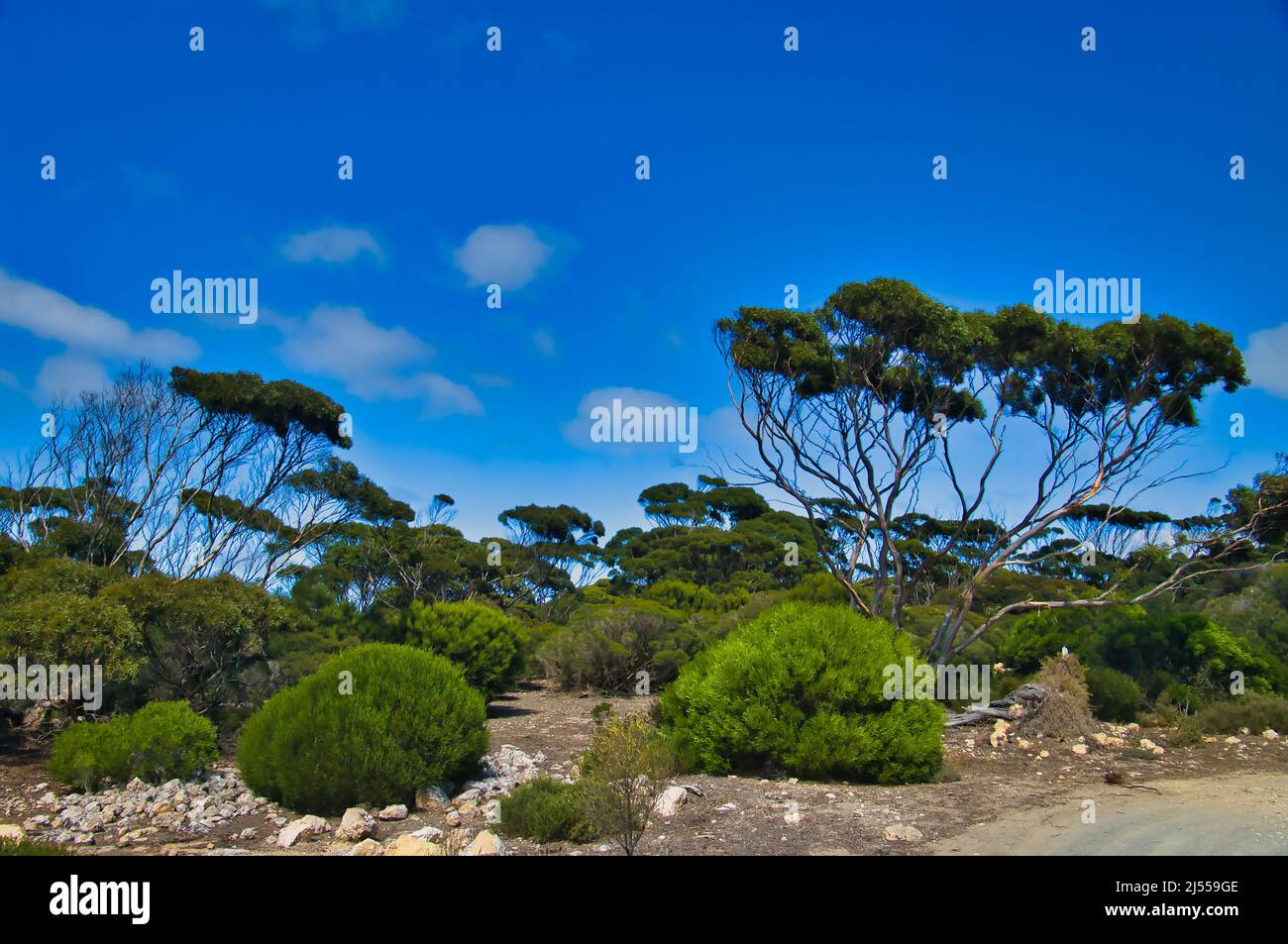 Coastal vegetation with trees and shrubs on Donington Peninsula, part of Lincoln National Park, Eyre Peninsula, South Australia Stock Photo