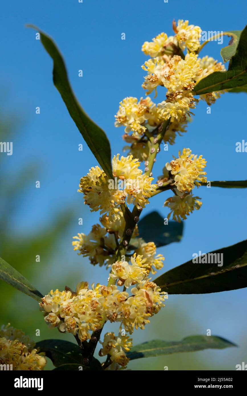 Bay Laurel Flowers, Laurus Nobilis Stock Photo
