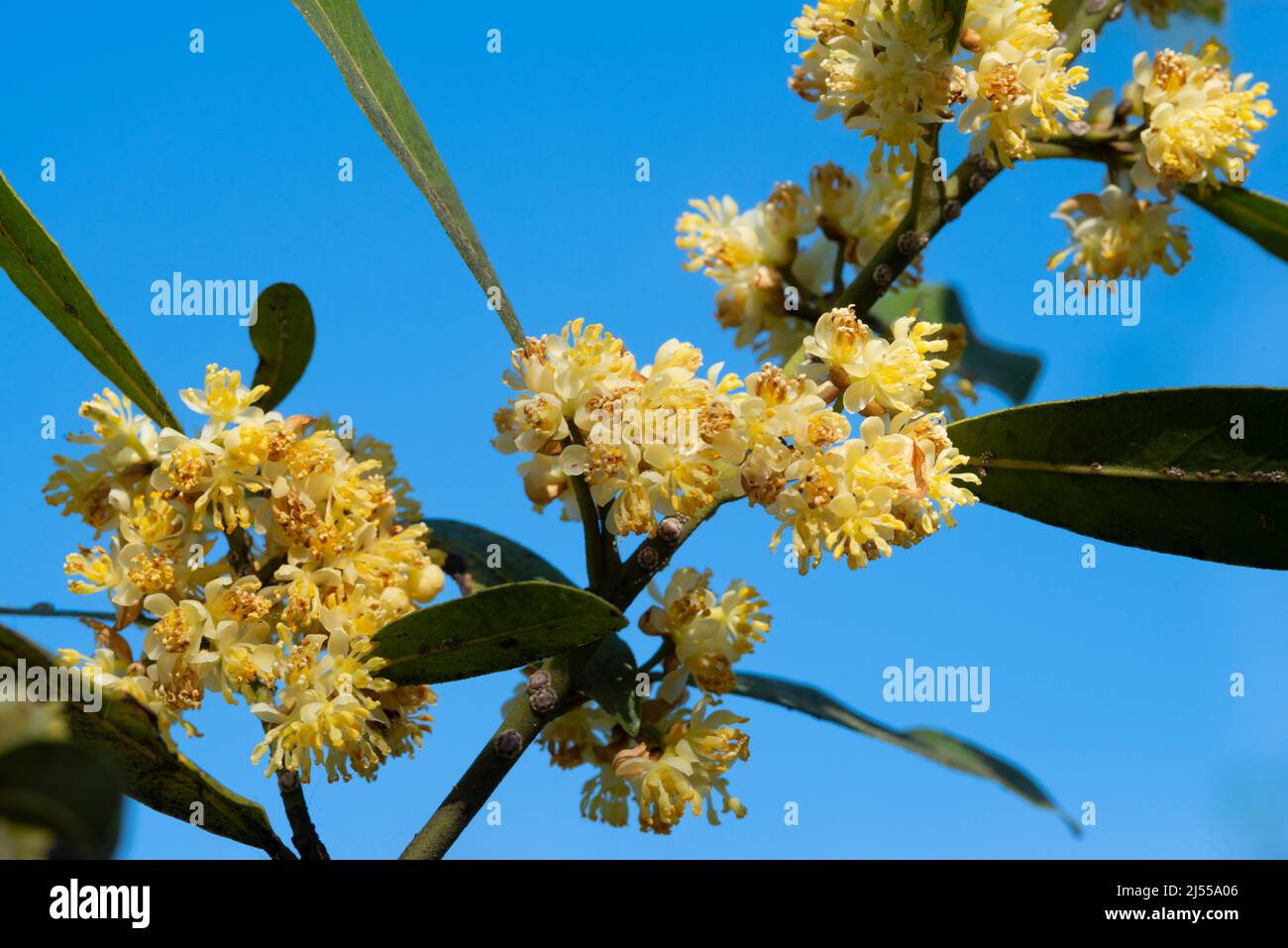 Bay Laurel Flowers, Laurus Nobilis Stock Photo