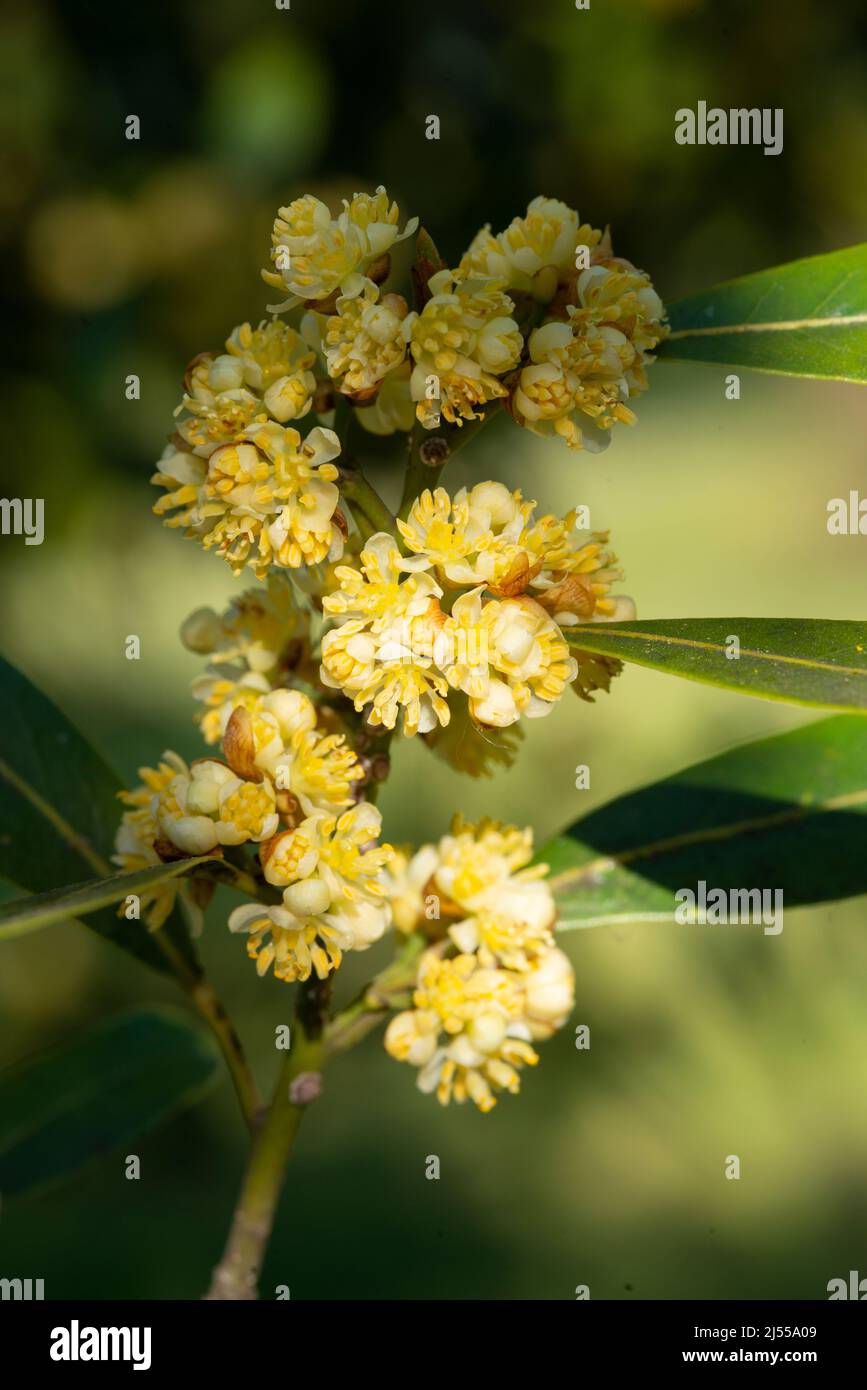 Bay Laurel Flowers, Laurus Nobilis Stock Photo