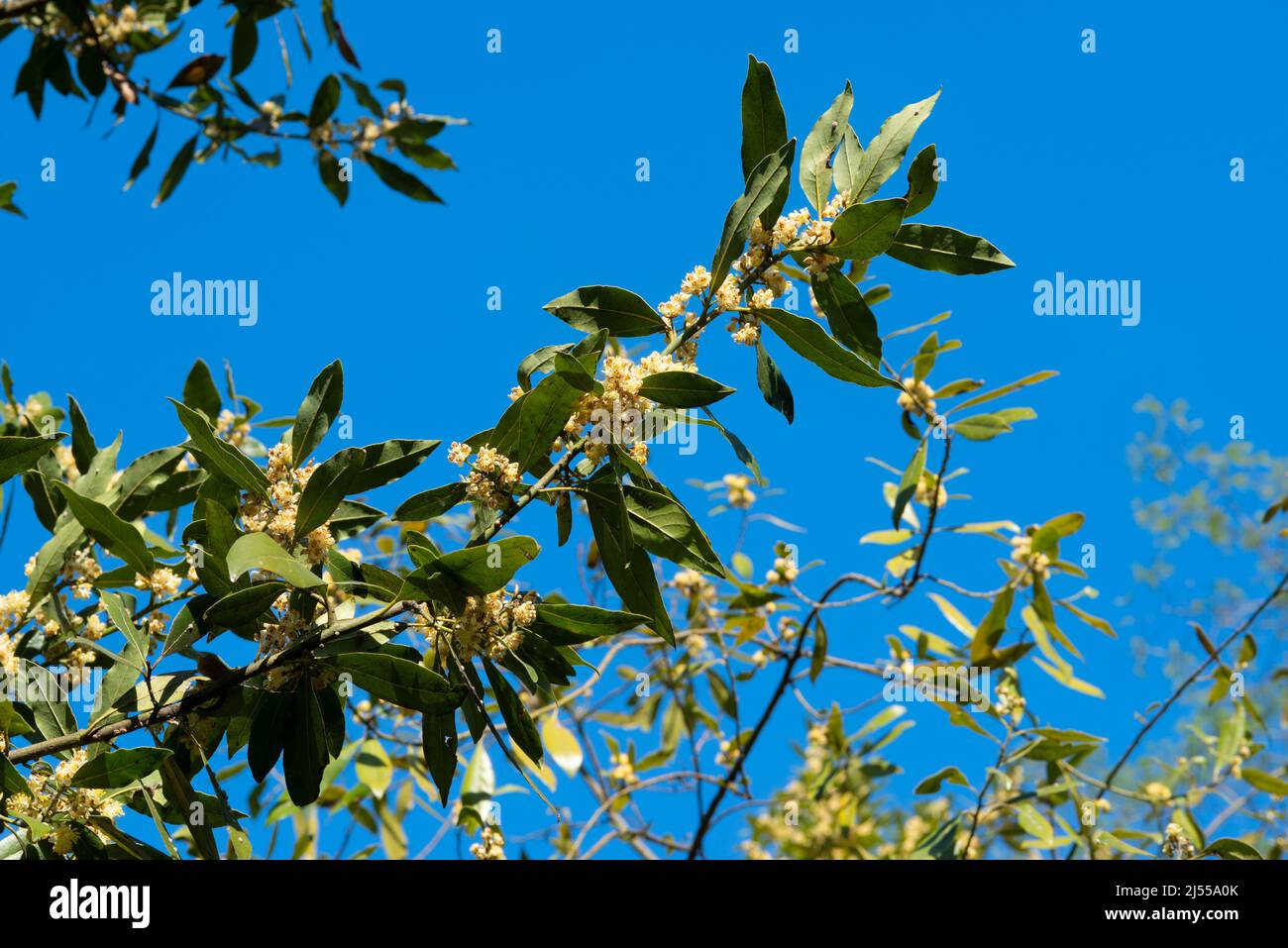 Bay Laurel Flowers, Laurus Nobilis Stock Photo
