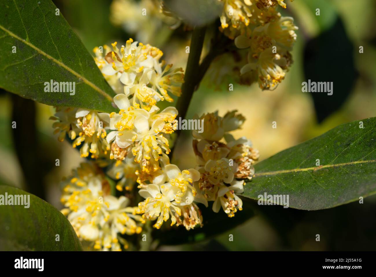 Bay Laurel Flowers, Laurus Nobilis Stock Photo Alamy
