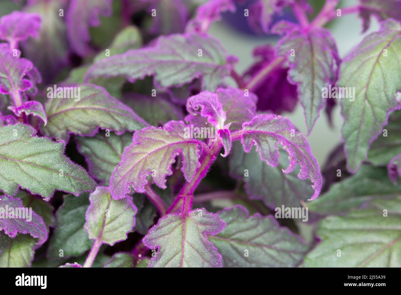 Purple Passion Vine Leaves, Gynura Aurantiaca Stock Photo