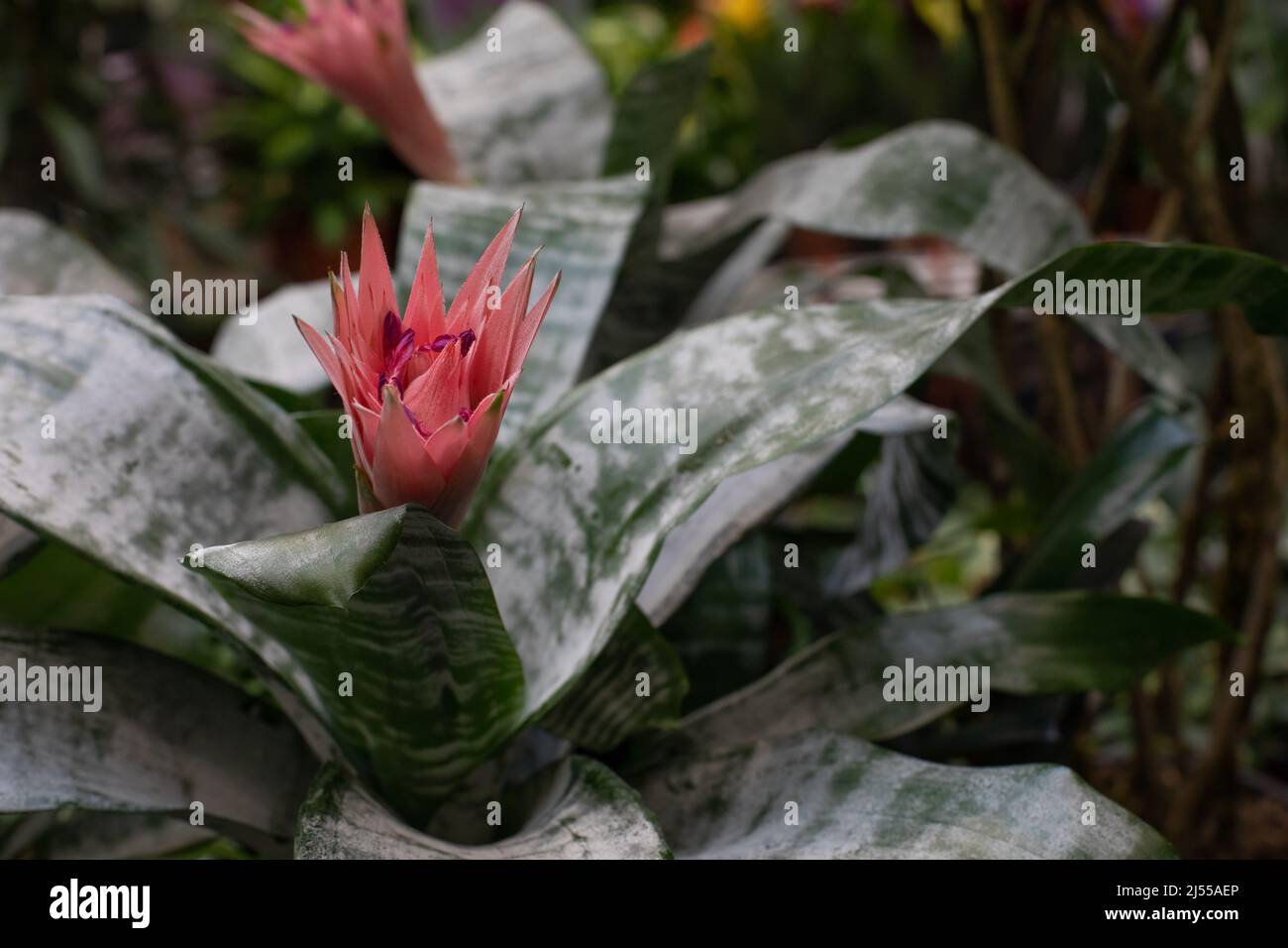 Echmea or Aechmea blooming bud. Ornamental plant of the bromeliad family close-up Stock Photo