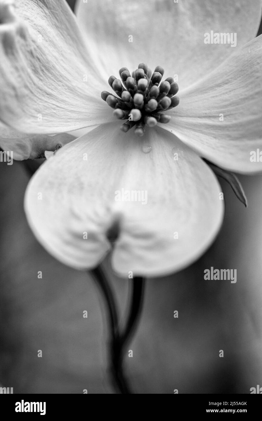 A macro shot of a blossom of the white flowering dogwood tree (Cornus florida) reveals its petal-like bracts, which are actually modified leaves. Stock Photo