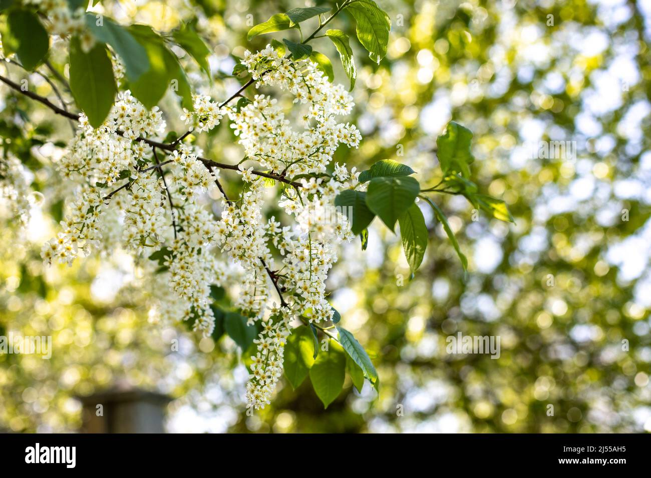 Branch of bird cherry Padus blossom with white flowers, spring flowering orchard. Nature renewal, natural bird cherry branch in bloom Stock Photo