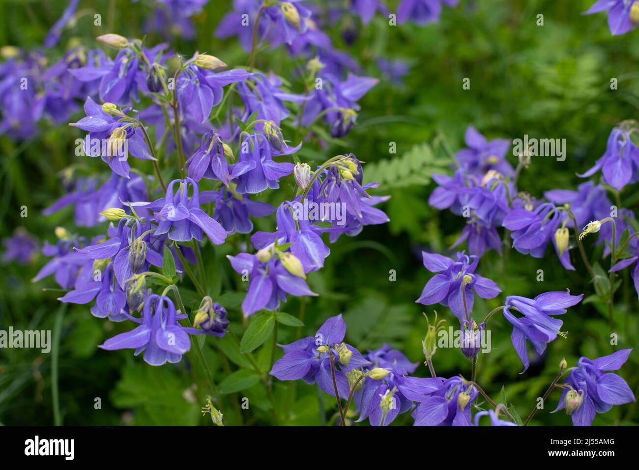 Aquilegia blue ranunculus blossom banner background. Natural blooming ...
