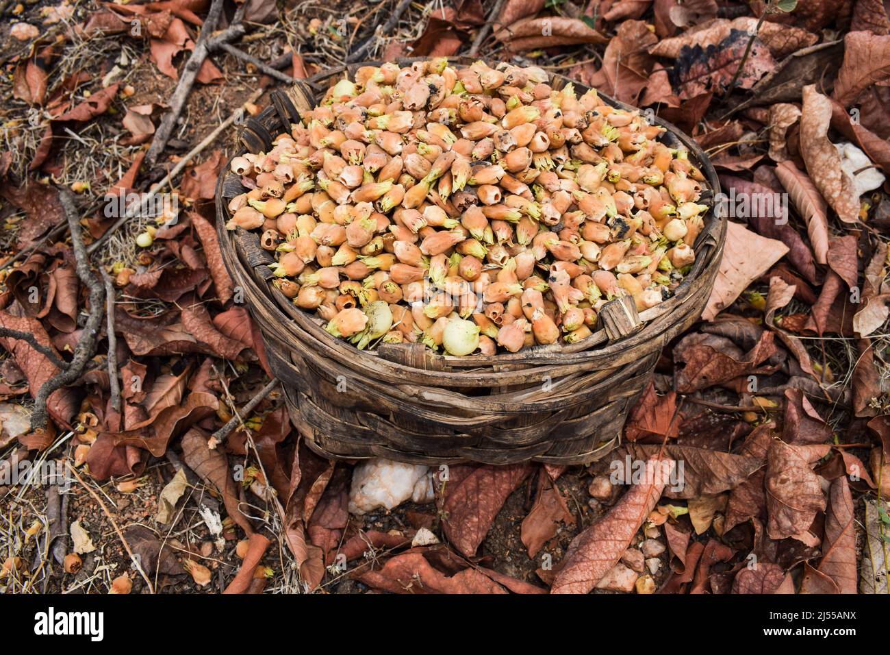 Mahua flowers naturally dried and picked in bamboo basket in Forest area of Madhyapradesh in India. Tribal wild fruits flowers of Mahuwa tree also kno Stock Photo