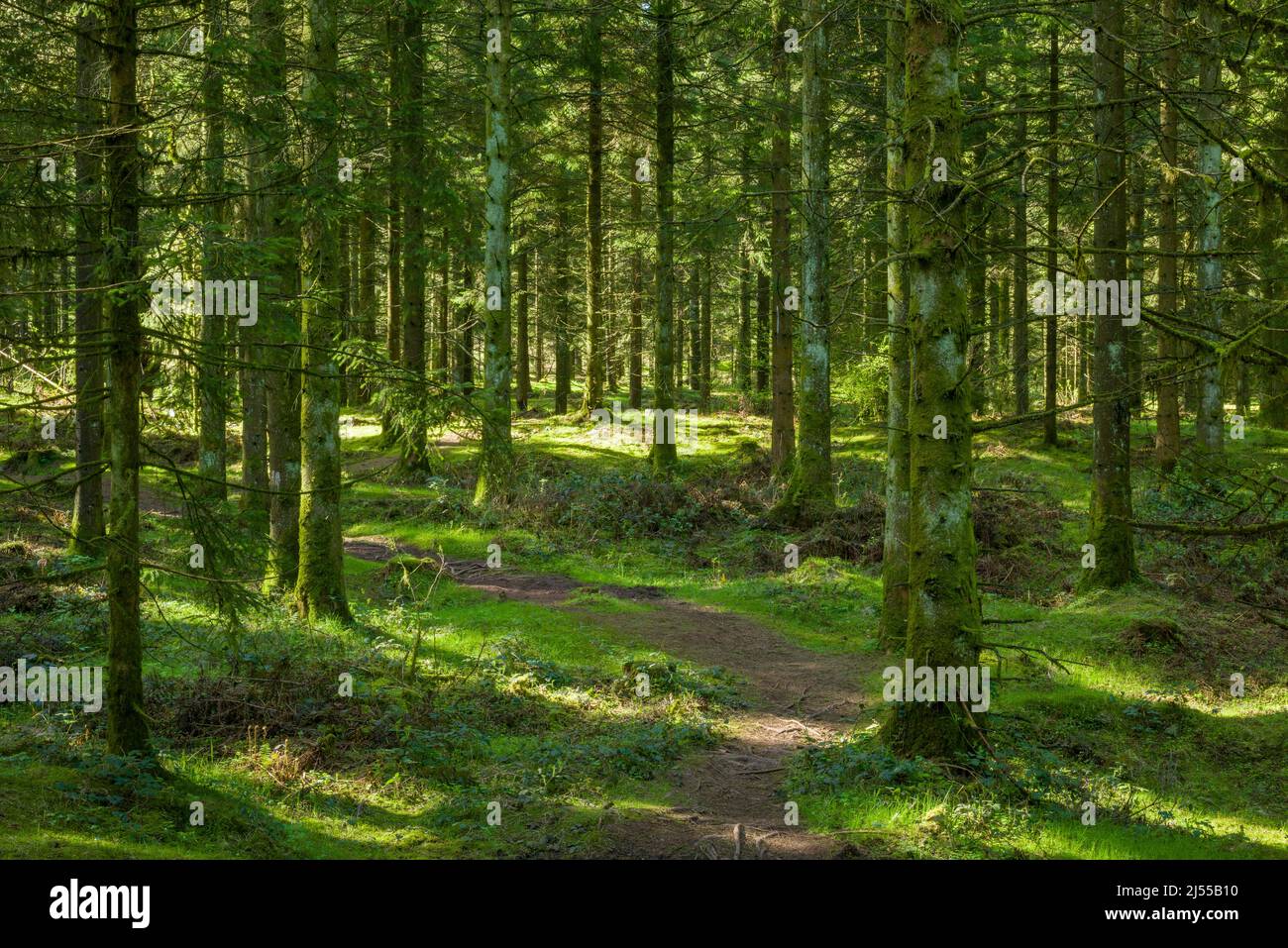 Dappled sunlight through a conifer plantation at Stockhill Wood in the Mendip Hills, Somerset, England. Stock Photo