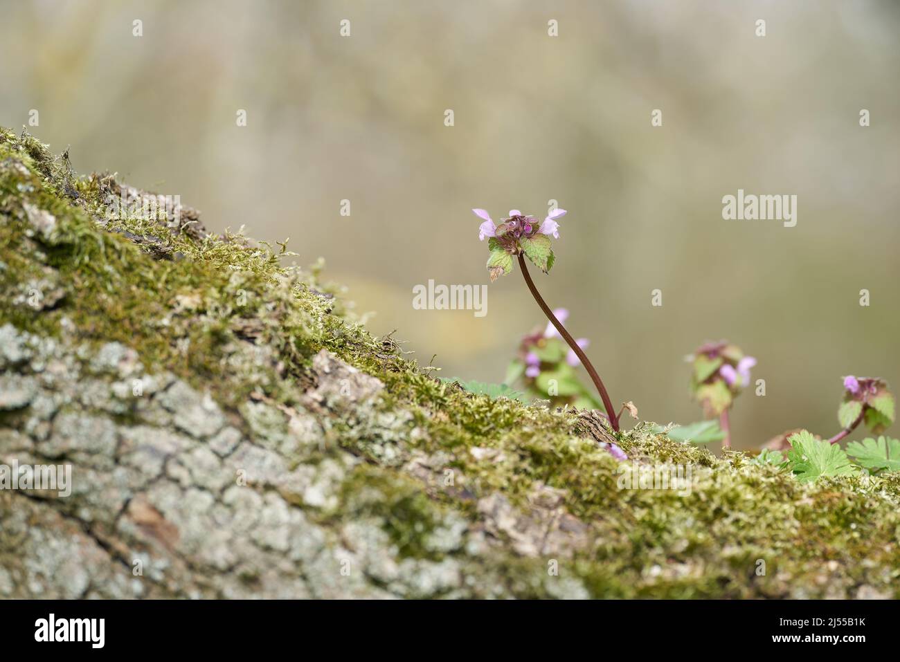 Deadnettle Lamium purpureum on a tree trunk in the forest in springtime Stock Photo