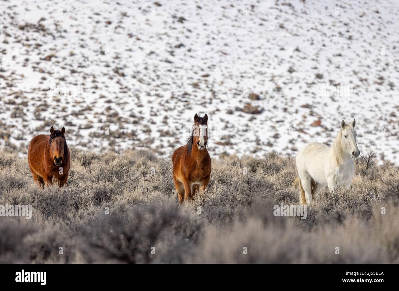 Wild Horses in Winter near Challis Idaho Stock Photo Alamy