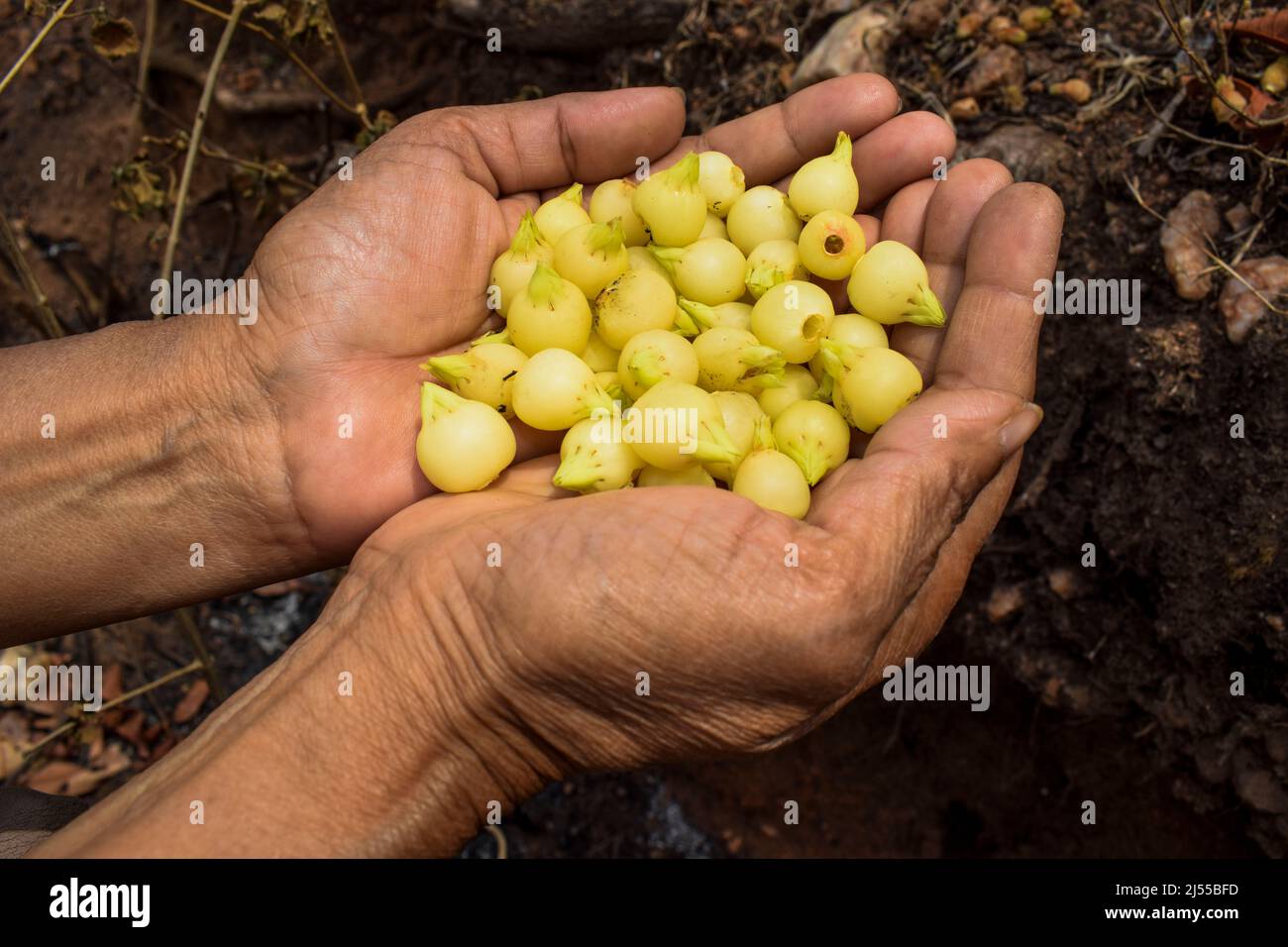 Person holding fruit flower of Mahua flowers naturally dried and picked in bamboo basket in Forest area of Madhyapradesh in India. Fruits flowers of M Stock Photo