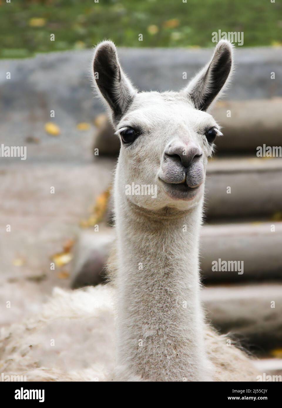 Vertical composition Llama portrait looks off camera for a moment while grazing Stock Photo