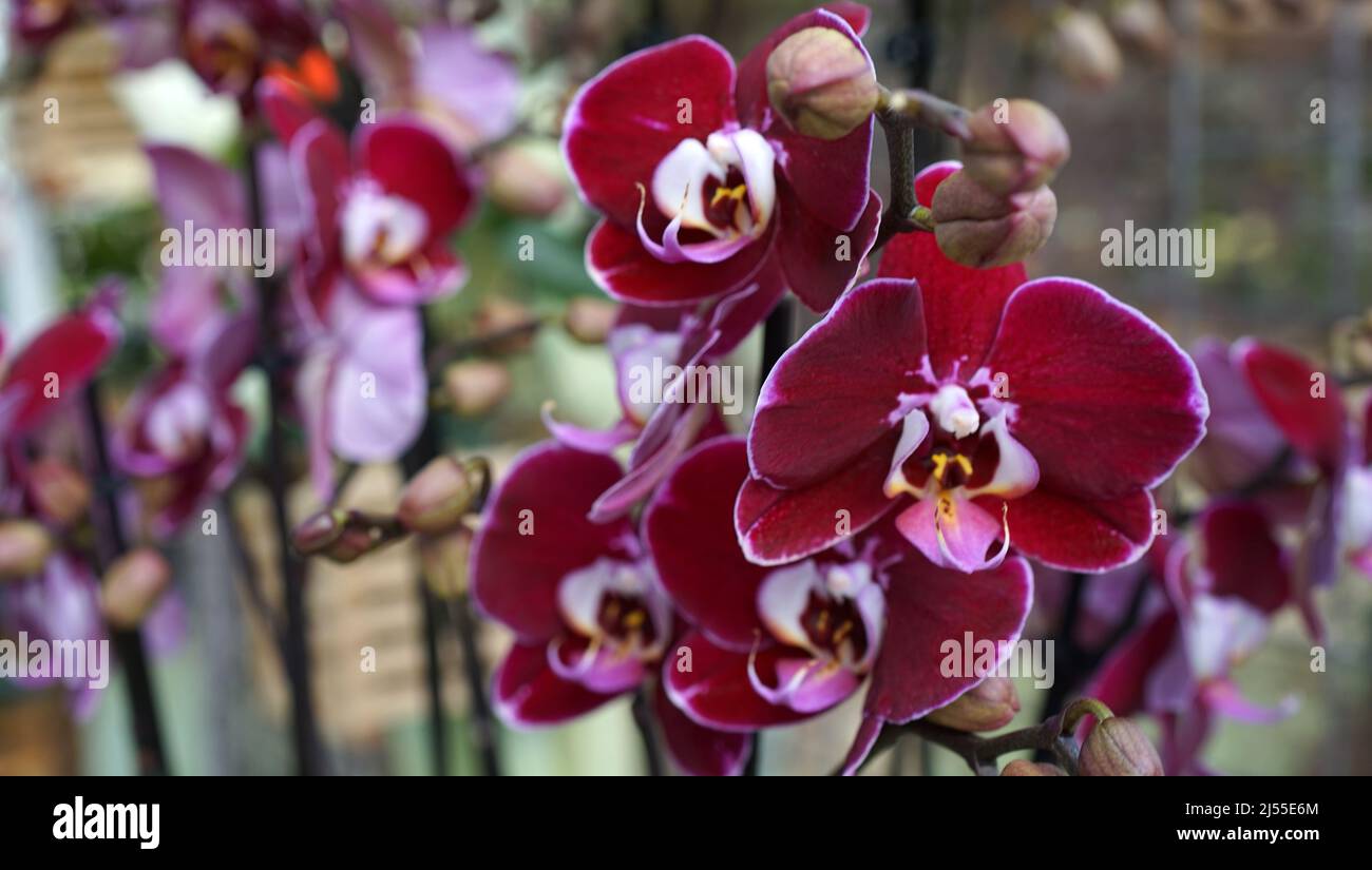 Dark red  Phalaenopsis or moth orchid. This plant has  long, coarse roots, short, leafy stems and long-lasting, flat flowers Stock Photo