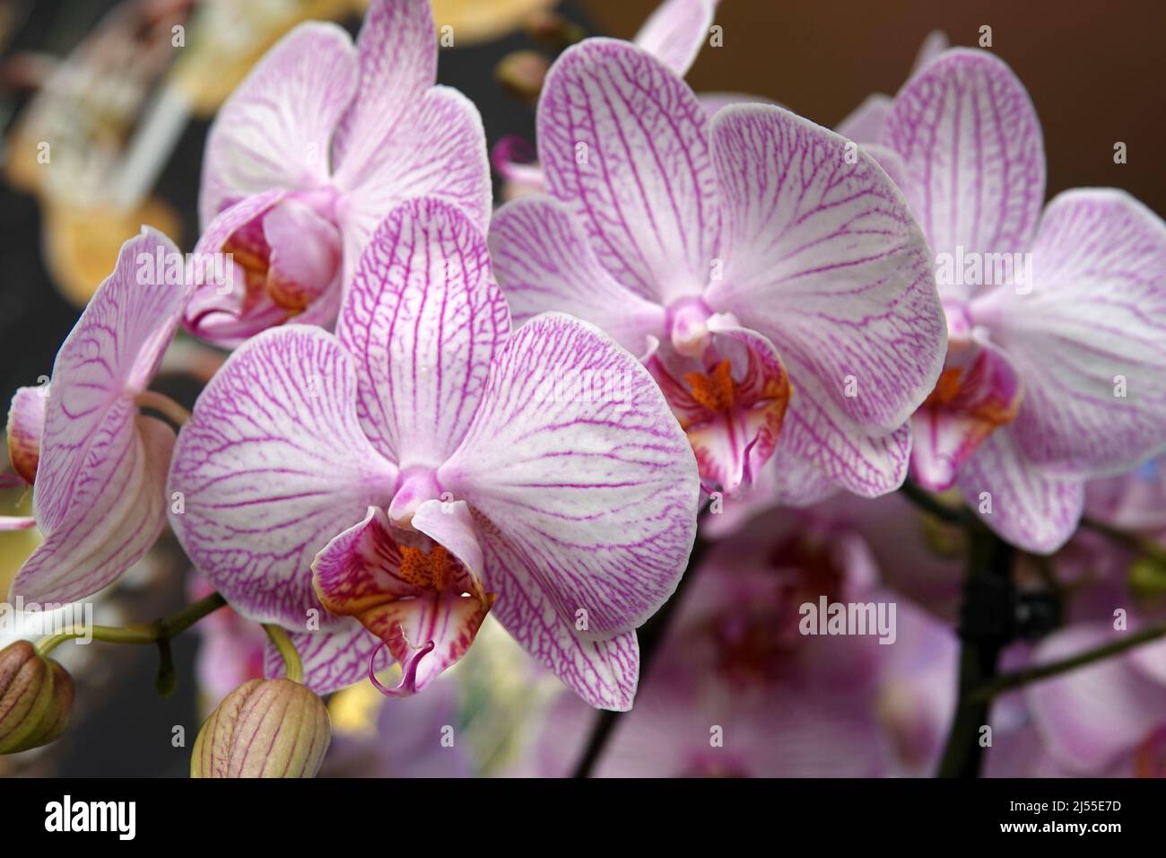 Striped pink-white moth Orchid. Phalaenopsis or moth orchids have long, coarse roots, short, leafy stems and long-lasting, flat flowers Stock Photo