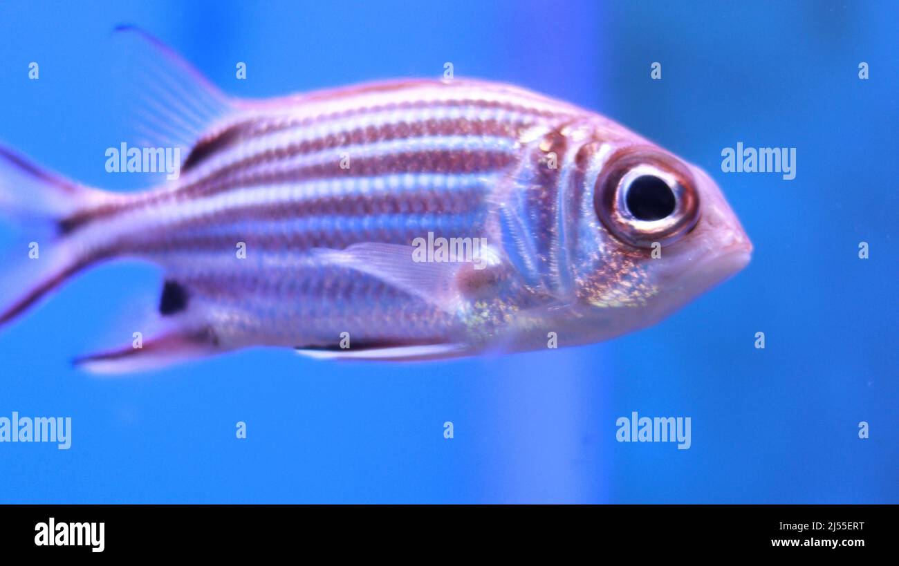 FISH WHITE/PINK TANK main image 1