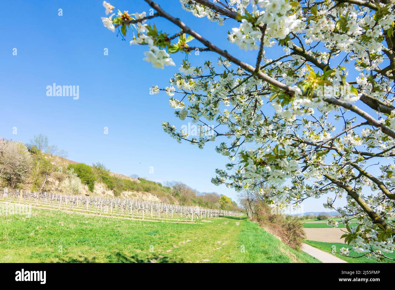 Hausleiten: fruit trees blossom, ridge Wagram in Donau, Niederösterreich, Lower Austria, Austria Stock Photo