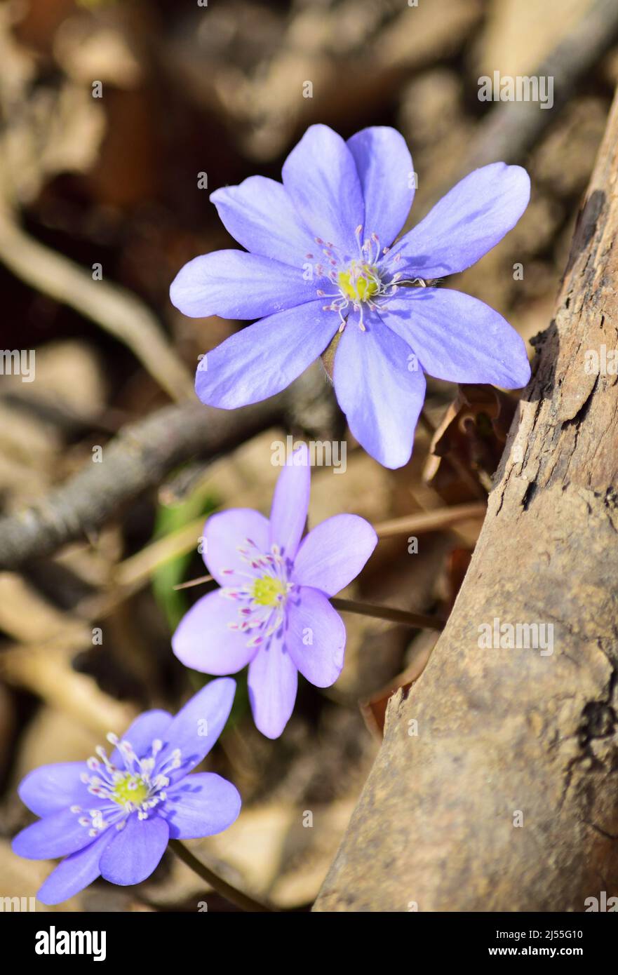 Hepatica nobilis, liverleaf flowers on a spring day in Naturpark Sparbach Stock Photo