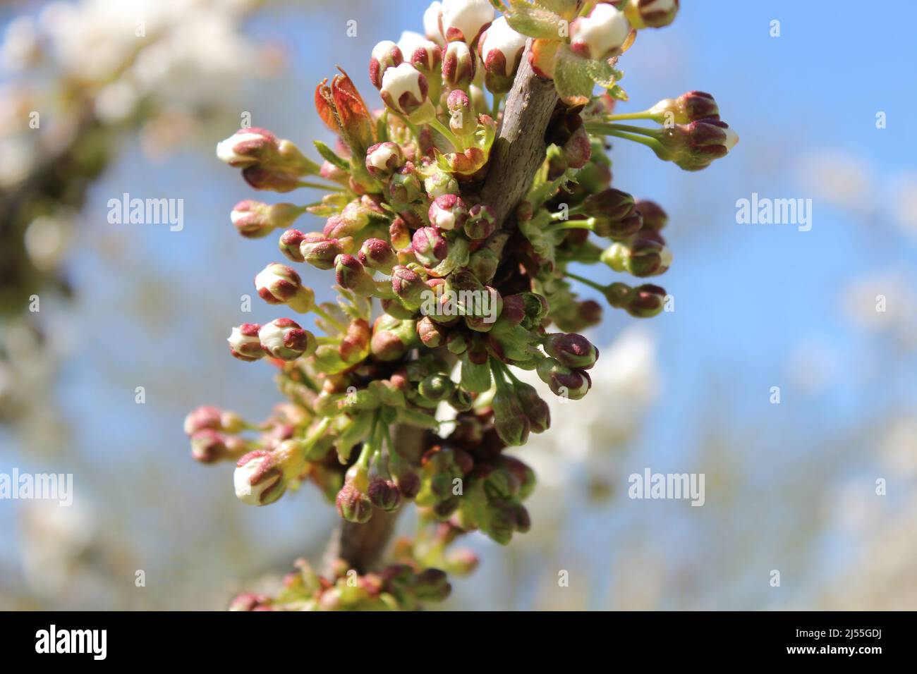 cherry buds in the april Stock Photo Alamy