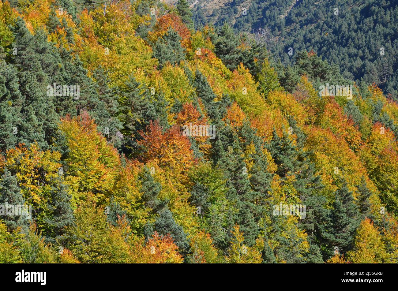 Autumn colors in the mixed mountain forests of the Ordesa-Viñamala Biosphere Reserve, Pyrenees Stock Photo