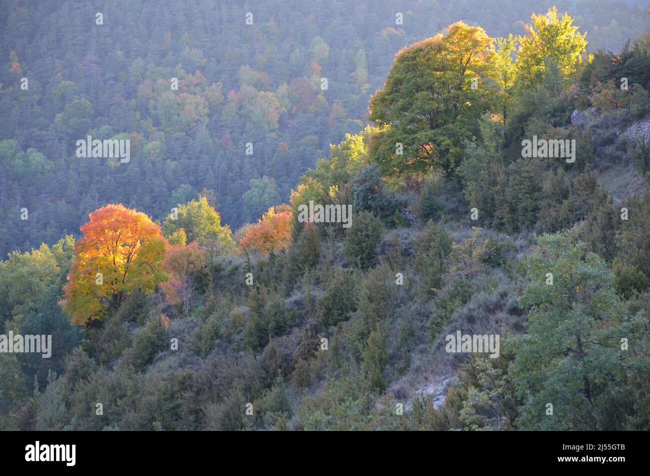 Autumn colors in the mixed mountain forests of the Ordesa-Viñamala Biosphere Reserve, Pyrenees Stock Photo