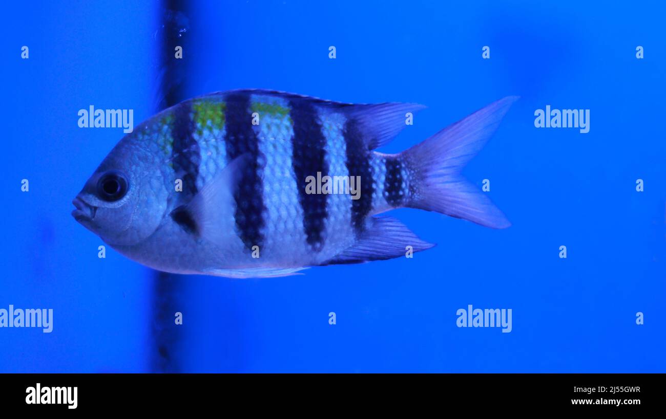 Fresh water aquarium black and white striped fish fish Stock Photo