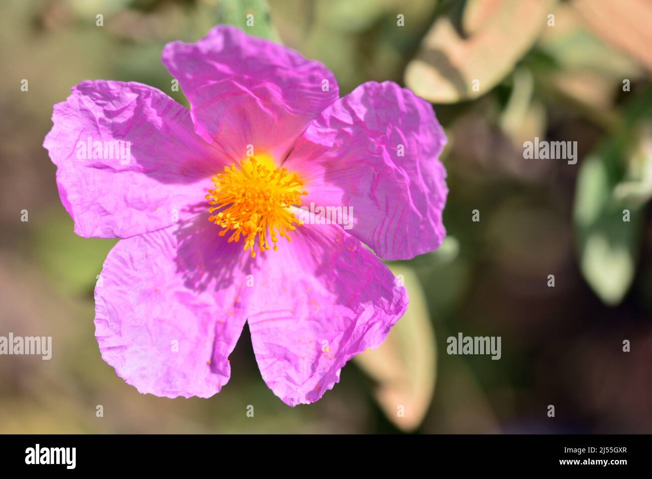 flor de jara en primavera, cistus Stock Photo