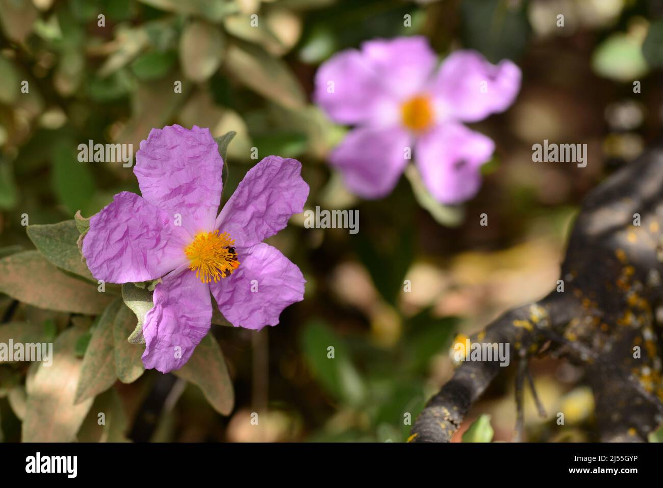 Insecto en una flor de una planta de jara, cistus, en primavera Stock Photo