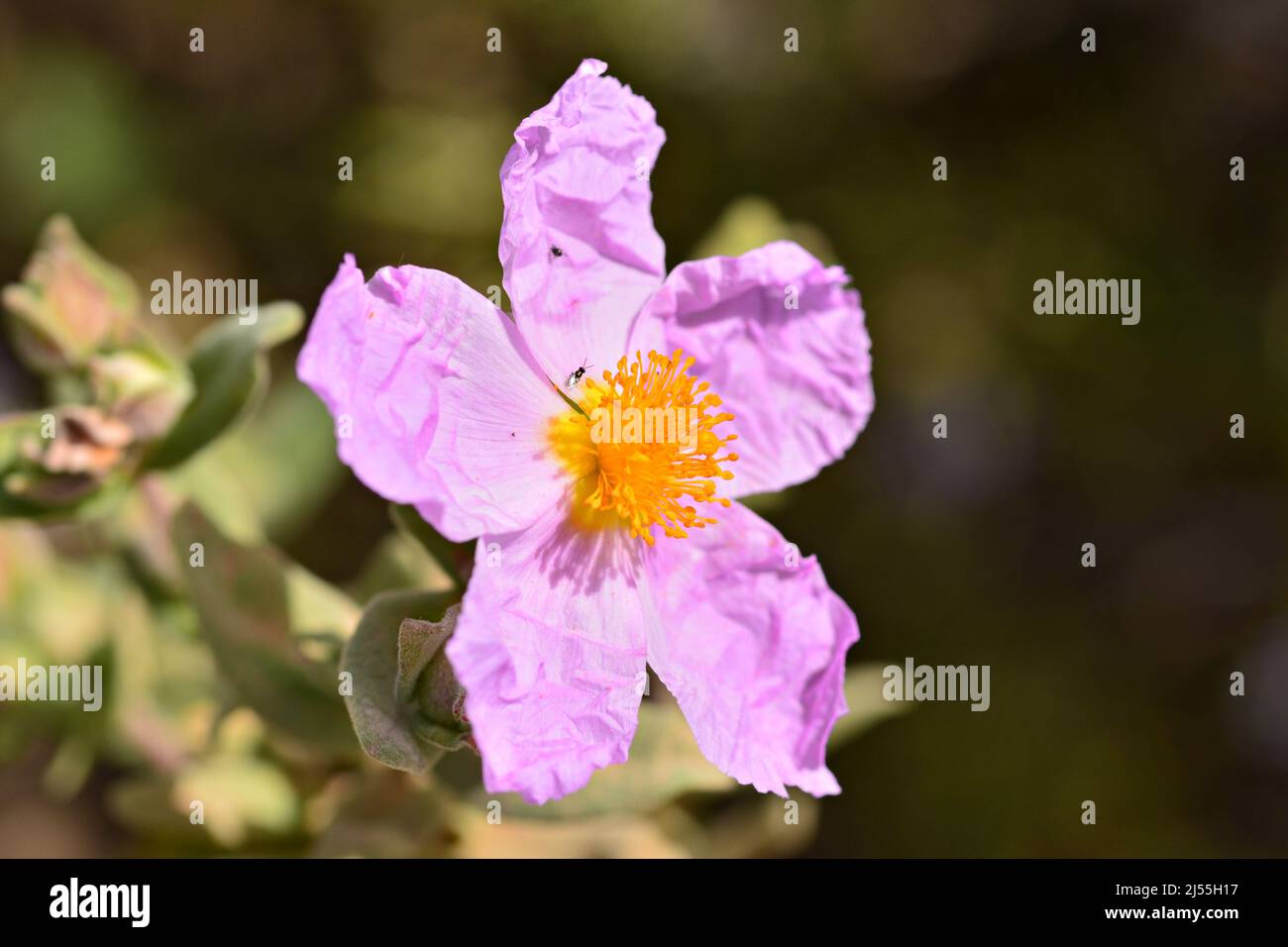 flor de jara en primavera, cistus Stock Photo