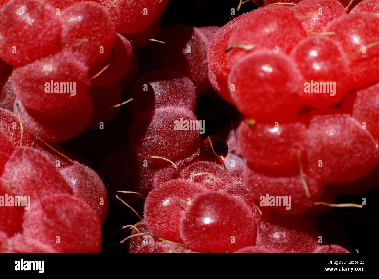 Industrial cultivation of raspberry plant. Ripe red fruits raspberry ...